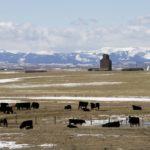 (Photo courtesy Canada Beef Inc.)
