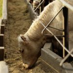 (Photo courtesy Canada Beef Inc.)
