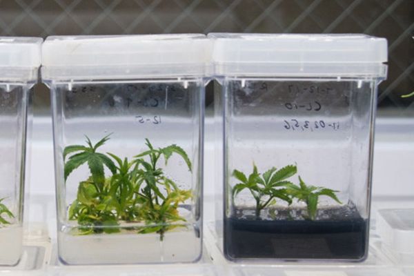 (CNW Group/GB Sciences Inc.)
