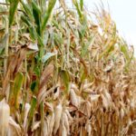 About 34 per cent of corn produced in Ontario already goes to ethanol production. Photo: John Greig