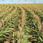 Grain sorghum under irrigation at Bushland in northern Texas. (Susan O’Shaughnessy photo courtesy ARS/USDA)