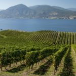 A vineyard in British Columbia’s Okanagan Valley. (British Columbia Wine Institute photo)
