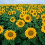 (Bruce Fritz photo courtesy ARS/USDA)
