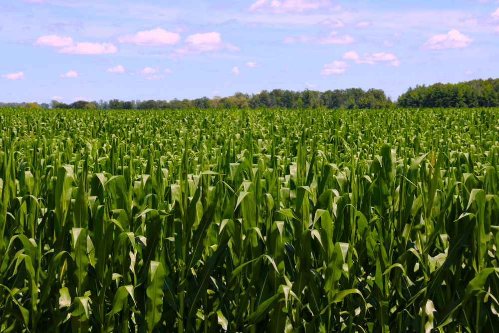 Southern Ontario’s farmland prices have jumped, despite stagnant crop prices. (John Greig photo)
