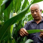 (Monsanto.com.cn)

