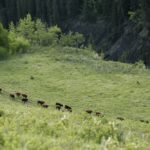 (Photo courtesy Canada Beef Inc.)
