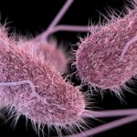 Salmonella. (CDC.gov)
