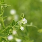 Lentil plants in bloom. (BasieB/iStock/Getty Images)
