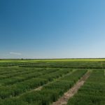 Bayer’s wheat breeding station at Pike Lake, Sask., southwest of Saskatoon. (Cropscience.bayer.com)