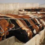 (Photo courtesy Canada Beef Inc.)
