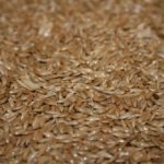 (Canaryseed Development Commission of Saskatchewan photo)
