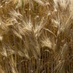 A barley field in France. (Anneke DeBlok/iStock/Getty Images)
