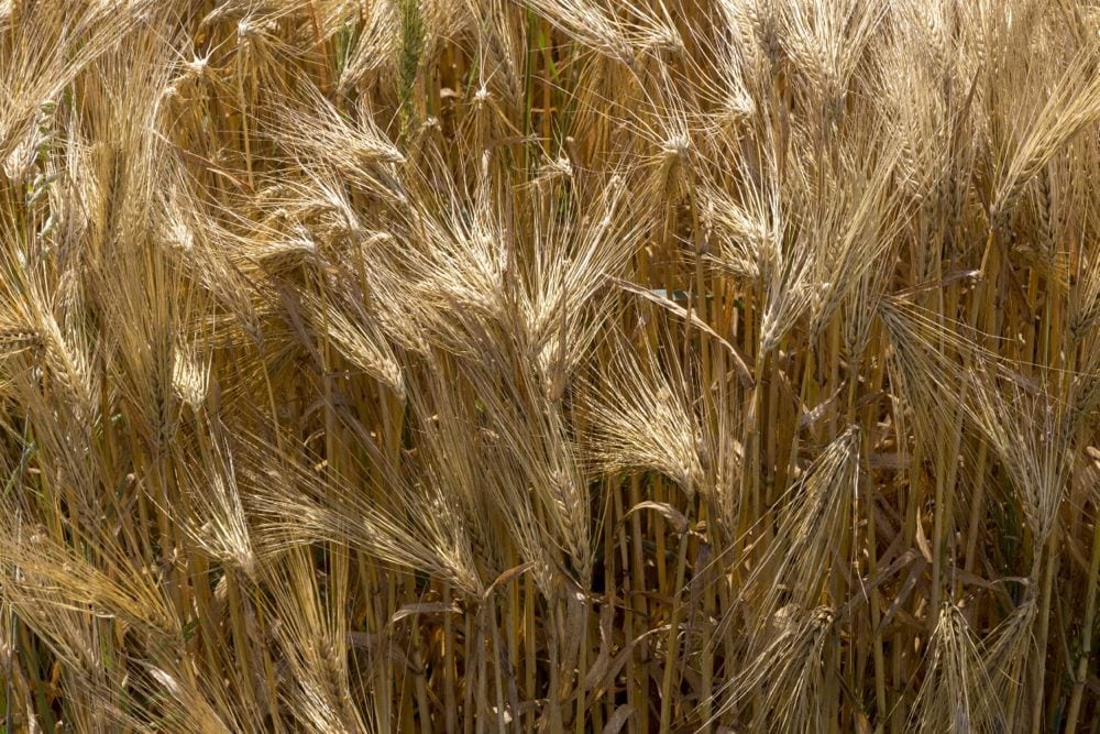 A barley field in France. (Anneke DeBlok/iStock/Getty Images)
