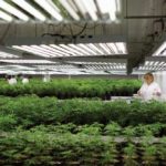 The legalization of cannabis is expected to create thousands of new jobs — from production workers to office staff. Shown here is an Ontario marijuana facility.  (Photo: Reuters/Blair Gable)

