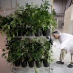 A worker pushes a cart of marijuana plants at the Canopy Growth facility at Smiths Falls, Ont. on Jan. 4. (File photo: Reuters/Chris Wattie)
