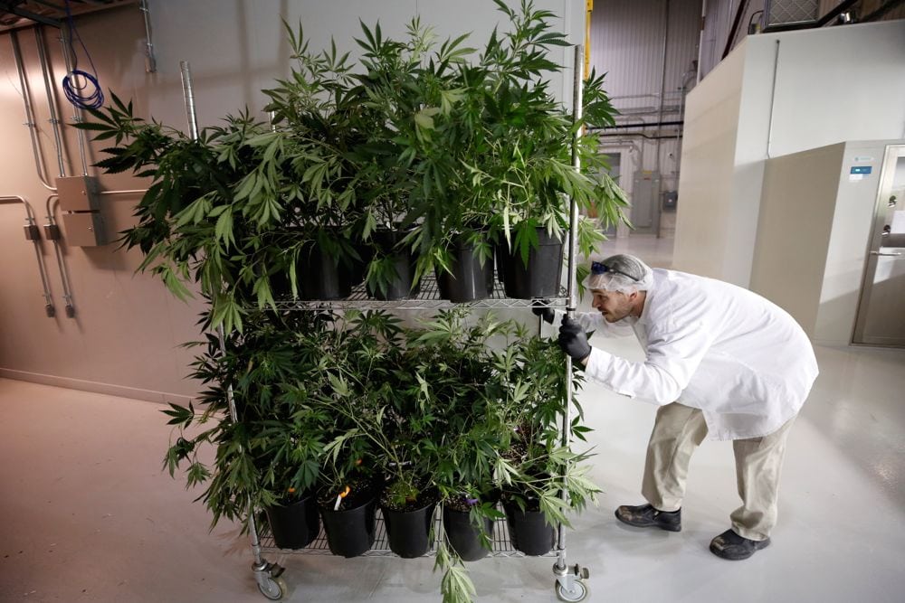 A worker pushes a cart of marijuana plants at the Canopy Growth facility at Smiths Falls, Ont. on Jan. 4. (File photo: Reuters/Chris Wattie)
