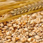 China brought in 600,000 tonnes of barley in July, down 16.2 percent from the previous year. Photo: Thinkstock