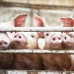 (t-lorien/Getty Images)
