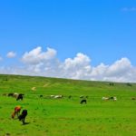 Cattle on pasture in the Philippines. (LeoLee/iStock/Getty Images)
