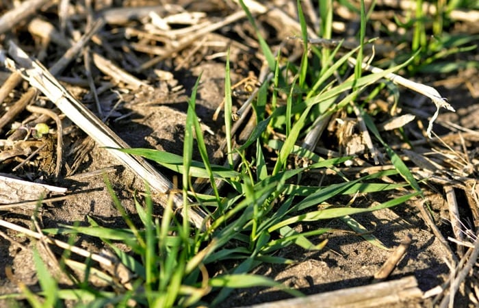 Due to late harvests, there are a lot less reports of winter wheat seeding happening in fields, which will result in less scenes such as this.  Photo: File
