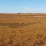 Though some later seeded flax saw some frost damage, oil content in this year’s flax crop is averaging between 42 and 45 per cent.  Photo: File
