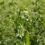 Roquette hopes pea acreage will increase in Manitoba, but the financial incentive will need to be there for farmers in order to dedicate the acres.
Photo: File/Lisa Guenther