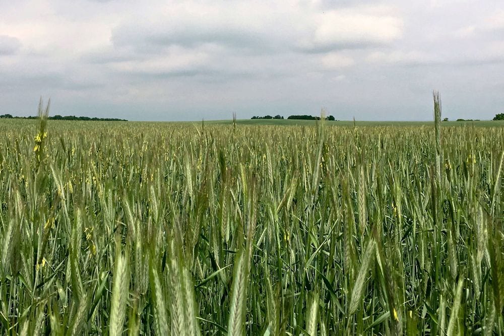 Fall rye flowering near Deerwood, Man. on June 7, 2018. (Allan Dawson photo)
