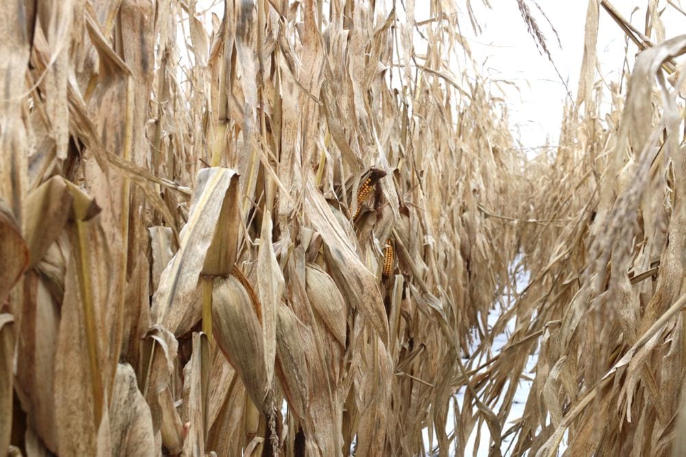 Corn has been discounted across much of Ontario because of high levels of DON. There are challenges in marketing especially high infection level corn. (John Greig photo)
