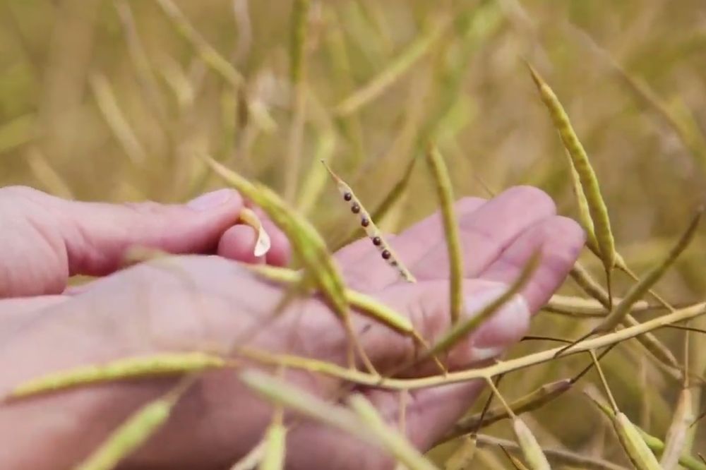 (Video screengrab via GenuityTraits.ca)
