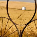 A file photo of a field of chickpeas in the Palouse in southeastern Washington state. (Maxvis/iStock/Getty Images)
