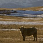 (Photo courtesy Canada Beef Inc.)
