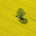 Aerial view of a rapeseed field in Germany. (Cinoby/E+/Getty Images)
