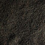 CWB Expects Higher Returns For Canola, Wheat And Durum