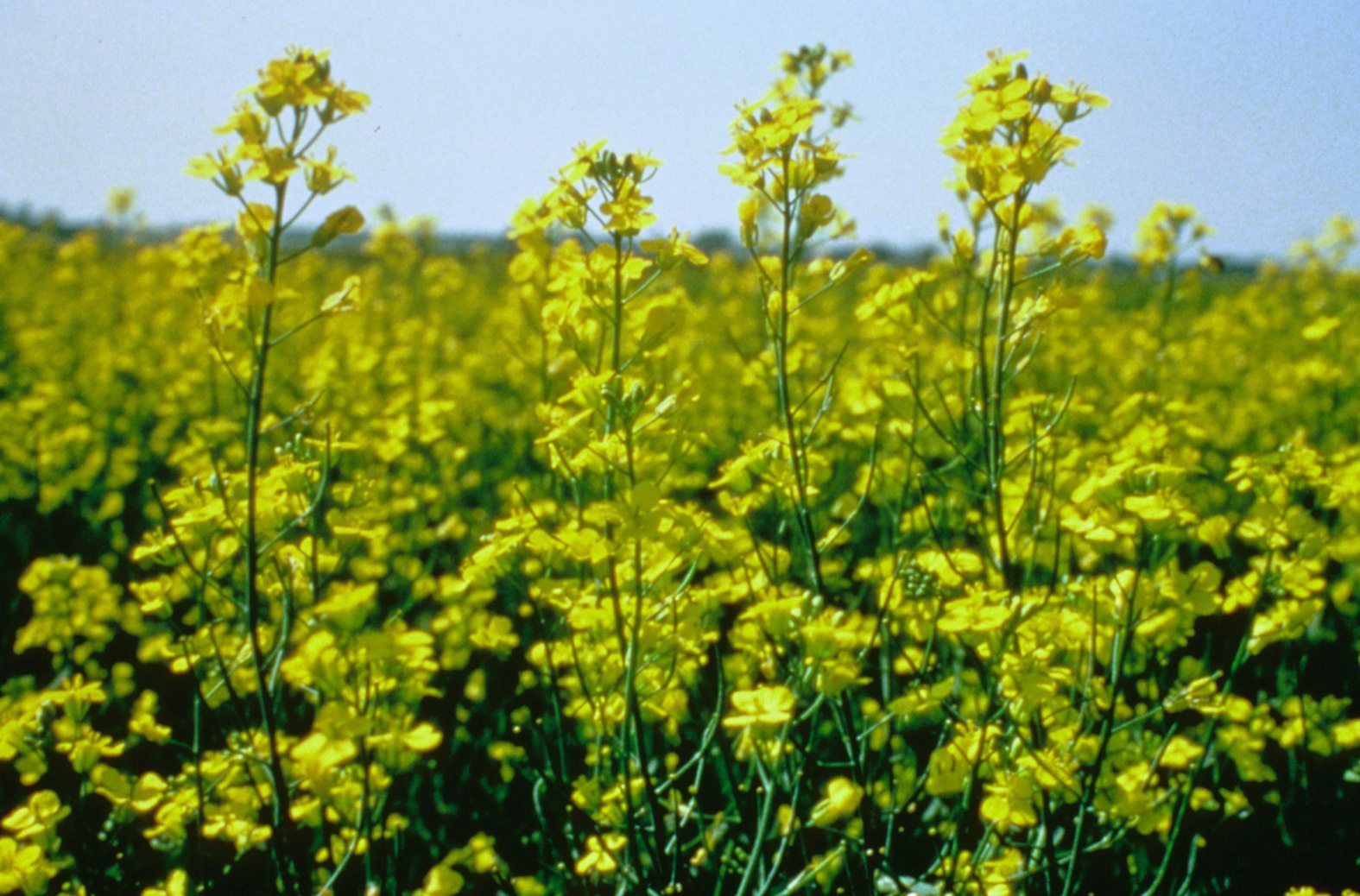 CWB to begin marketing canola