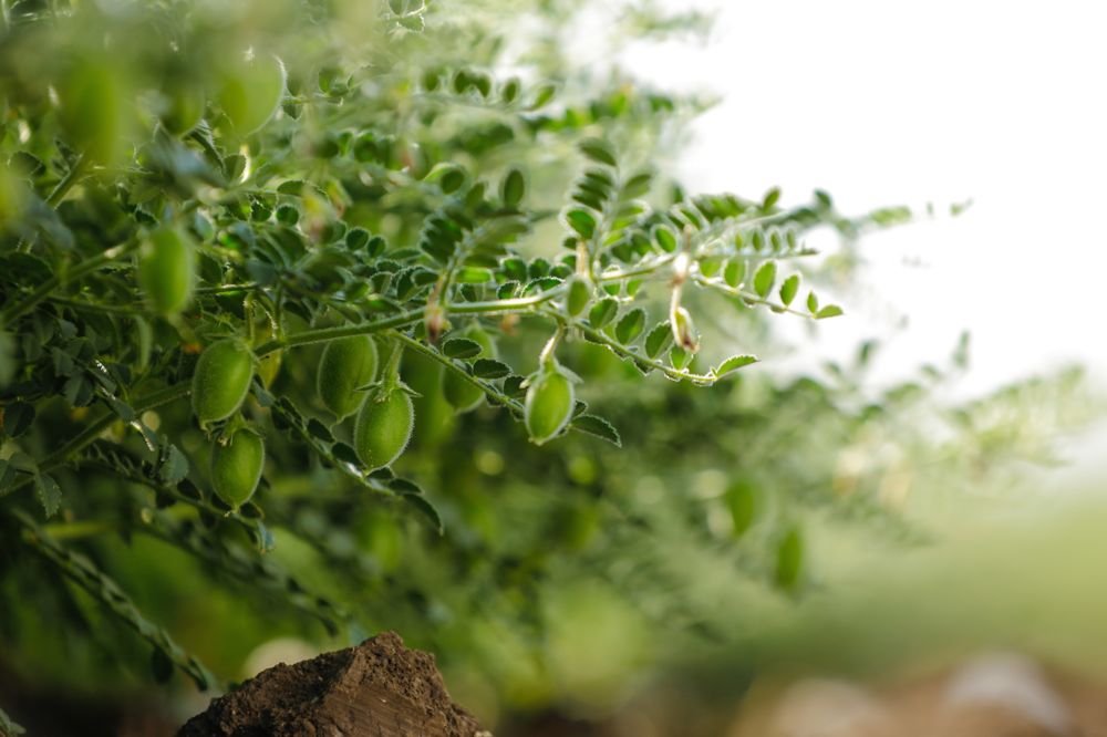 Chickpeas in India. (Nikhil Patil/iStock/Getty Images)
