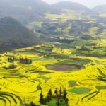 A rapeseed field in southern China’s Yunnan province. (YuenWu/iStock/Getty Images)

