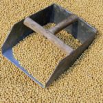 Soybeans at market. (Lnzyx/iStock/Getty Images)
