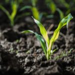 Emerging corn plants in Canada. (Sophie-Caron/iStock/Getty Images)