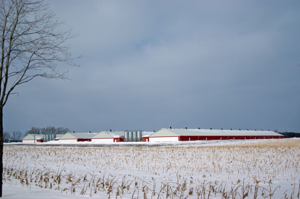 A file photo of hog barns in winter. (SimplyCreativePhotography/iStock/Getty Images)
