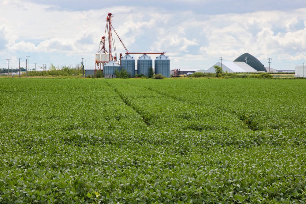 File photo of a soybean crop south of Winnipeg. (Dougall_Photography/iStock/Getty Images)
