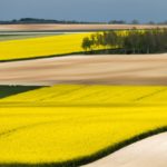 A file photo of rapeseed fields near Vouziers in France’s Ardennes department. (Photopixal/iStock/Getty Images)
