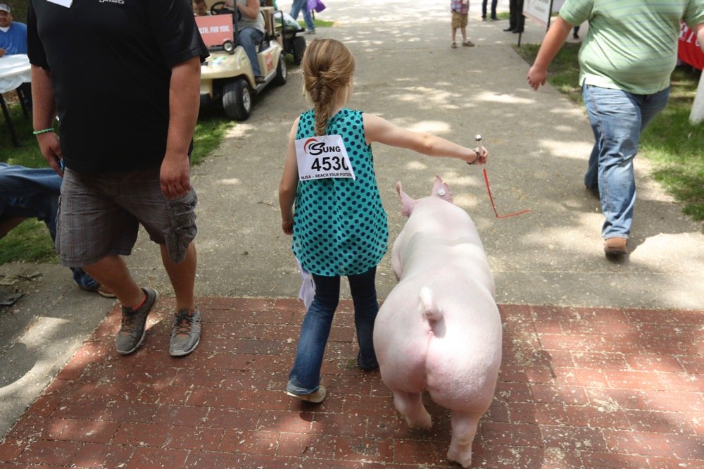 An eight-year-old handler walks her best-in-class York Barrow pig on June 4, 2014 at World Pork Expo in Des Moines. (File photo: Reuters/Lane Hickenbottom)
