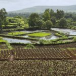 File photo of rice growing near Pune in Maharashtra, western India. (ePhotocorp/iStock/Getty Images)

