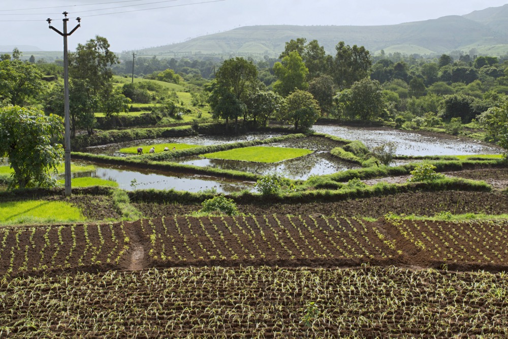 File photo of rice growing near Pune in Maharashtra, western India. (ePhotocorp/iStock/Getty Images)
