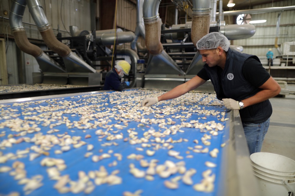Ken Christopher looks at cloves of garlic on a conveyer belt on March 29, 2019 at Christopher Ranch at Gilroy, California, about 40 km southeast of San Jose. (Photo: Reuters/Lucy Nicholson)
