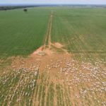 A drone captured this file photo of cattle on pasture in Brazil’s Mato Grosso state. (JoseMoraes/iStock/Getty Images)