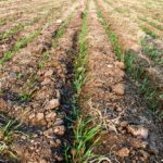 Emerging durum south of Griffin, Sask. on May 31, 2019. (Leeann Minogue photo)
