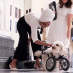 U.S. Representative Ilhan Omar of Minnesota meets a double-amputee rescue dog at the U.S. Capitol in Washington, D.C. on May 21, 2019. (Photo: Reuters/Jonathan Ernst)