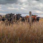 File photo of cattle on pasture northeast of Calgary. (James_Gabbert/iStock/Getty Images)
