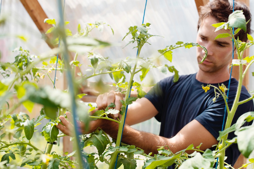 File photo of a small greenhouse operation in Quebec. Greenhouse crop producers will be among the specific beneficiaries of a new federal pilot program for temporary foreign workers. (ManonAllard/E+/Getty Images)
